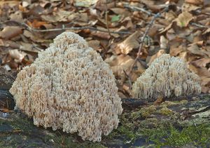 Artomycespyxidatus.jpg