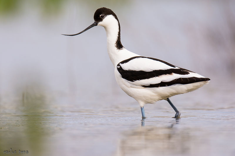 Archivo:Avoceta 1 comun.jpg