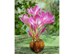 Colchicum-autumnale-the-giant-fa 16.jpg
