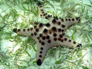 Estrella de mar nudosa.jpeg