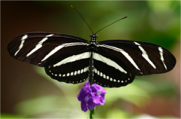 Mariposa cebra.png