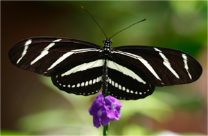 Mariposa cebra.png