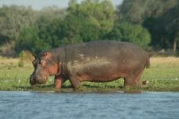 Parque-nacional-mana-pools-zimbawe.jpg