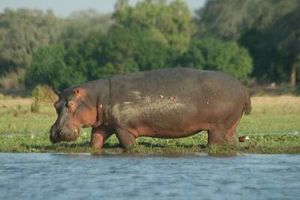 Parque-nacional-mana-pools-zimbawe.jpg