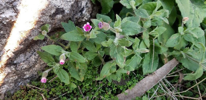 Archivo:Silene marizii.jpg