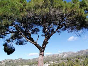 Tendral arbol.jpg