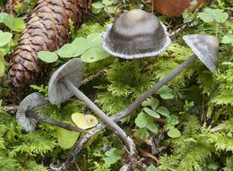 Tephrocybe rancida.jpg
