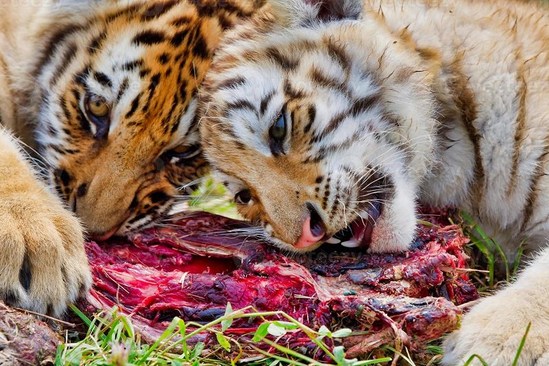 Archivo:Tigres siberianos comiendo carne.jpeg