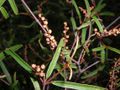 Croton elliotianus 2.jpg