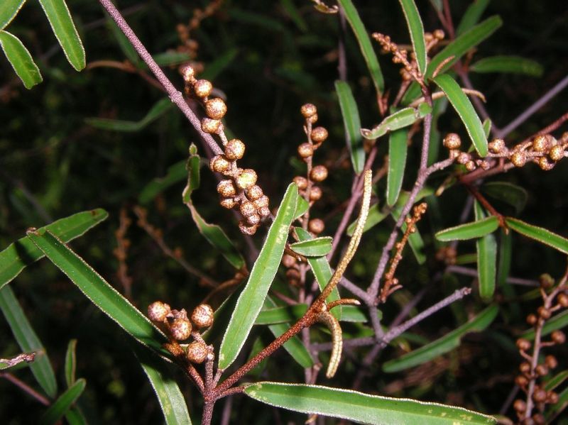 Archivo:Croton elliotianus 2.jpg
