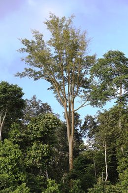 Ficus albipila.jpg
