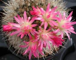 Neoporteriasubgibbosa3.jpg