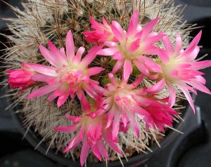 Neoporteriasubgibbosa3.jpg