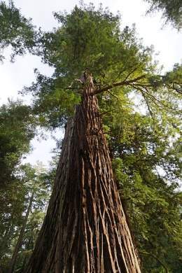 Sequoia sempervirens.jpg