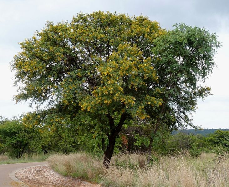 Archivo:Acacia karroo 2.jpg