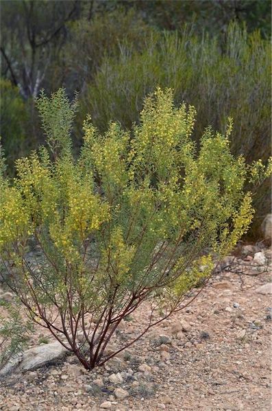 Archivo:Acacia microcarpa 2.jpg