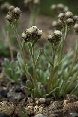Antennaria friesiana.jpg
