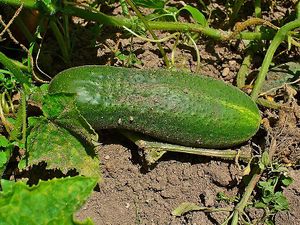 Cucumis sativus 5.JPG