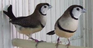 Diamante bichenovooo.jpg
