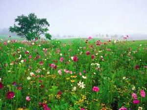 Flores silvestres.jpg