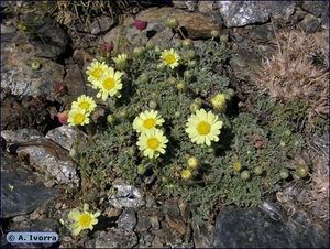 Leucanthemopsis-pectinata1.jpg