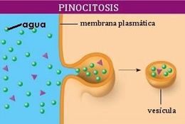 Pinocitosis.JPG
