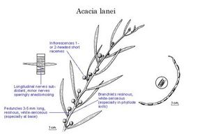 Acacia lanei.jpg