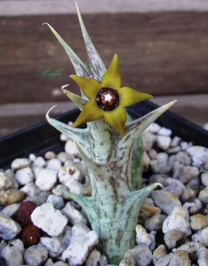 Angoluma-gemugofana.jpg