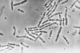 Bacteria.jpg
