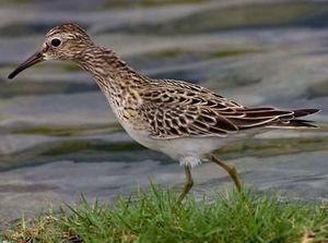 Calidris melanotos.jpg