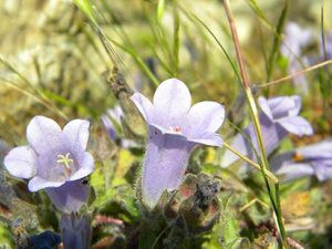 Campanula hagielia.jpg