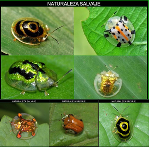 Charidotella.png
