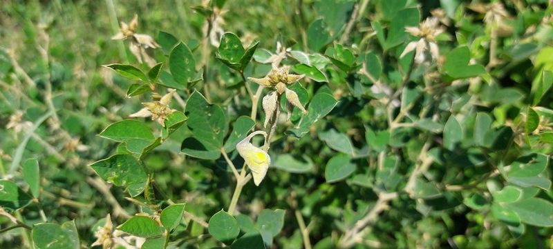Archivo:Crotalaria doidgeae 1.jpg