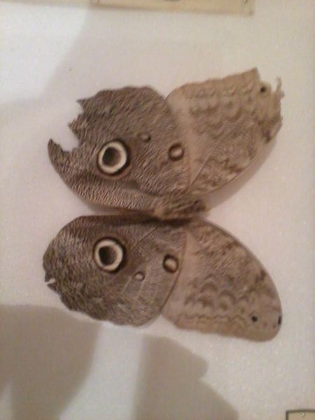 Archivo:Mariposa, museo Chillán.jpg