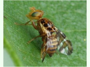 Mosca del nogal.jpg