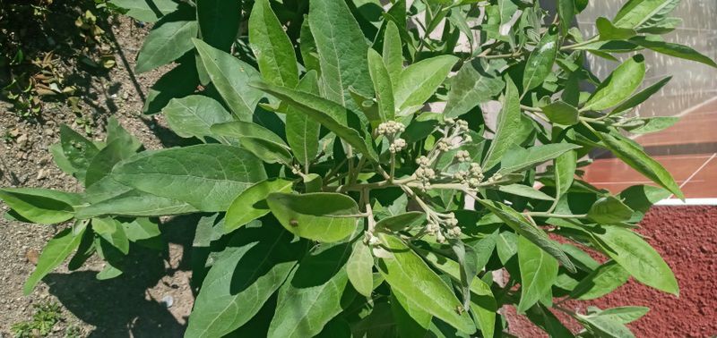 Archivo:Salvia planta.jpg