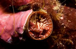 Thylacodes arenarius.jpg