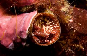Thylacodes arenarius.jpg