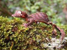 Uroplatus-phantasticus-3.jpg