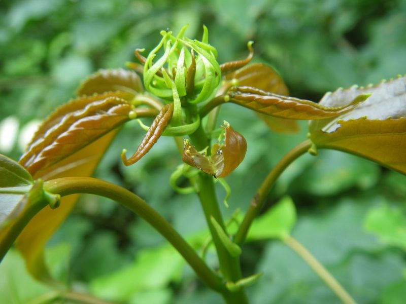 Archivo:Croton brieyi 2.jpg