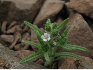 Cryptantha filaginea1.png