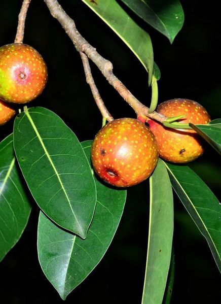 Archivo:Ficus dubia 1.jpg