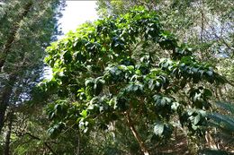 Ficus otophora.jpg