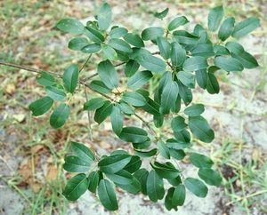 Ficus tremula.jpg