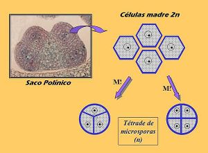 Produccion de microsporas.JPG