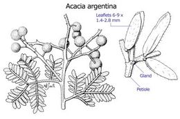 Acacia argentina.jpg