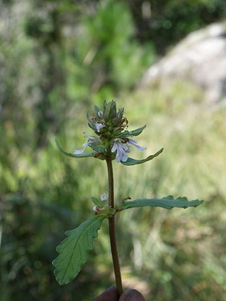 Archivo:Ajuga robusta.JPG