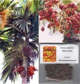 Areca-catechu-4.jpg