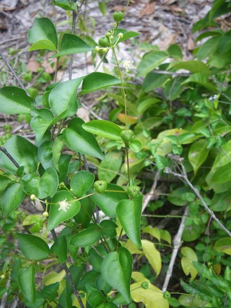 Archivo:Croton dybowskii.jpg