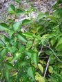 Croton dybowskii.jpg
